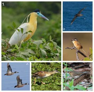 Dentre as espécies registradas por diferentes ornitólogos no site Aves de SC, durante os últimos 25 anos, estão a garça-real (1), pardela-de-óculos (2), papa-moscas-do-campo, (3), sábia de óculos (4), sanã-amarela (5), Marreca-de-asa-azul (6). Fotos pertencem, respectivamente, aos fotógrafos Bernard Dupont, , Don Faulkner, Brian Gratwicke e Marlin Harms – Foto: Wikimedia Commons/Divulgação/ND