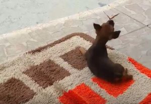 Em vídeo que viralizou, borboleta tentava se alimentar dos sais minerais liberados pelo suor do cão no focinho (Foto: Lúcia Kohl Dalmolin / Acervo Pessoal)